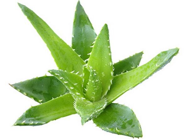 Gelarex enthält Aloe Extrakt